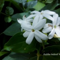 Jasminum multiflorum (Burm.f.) Andrews